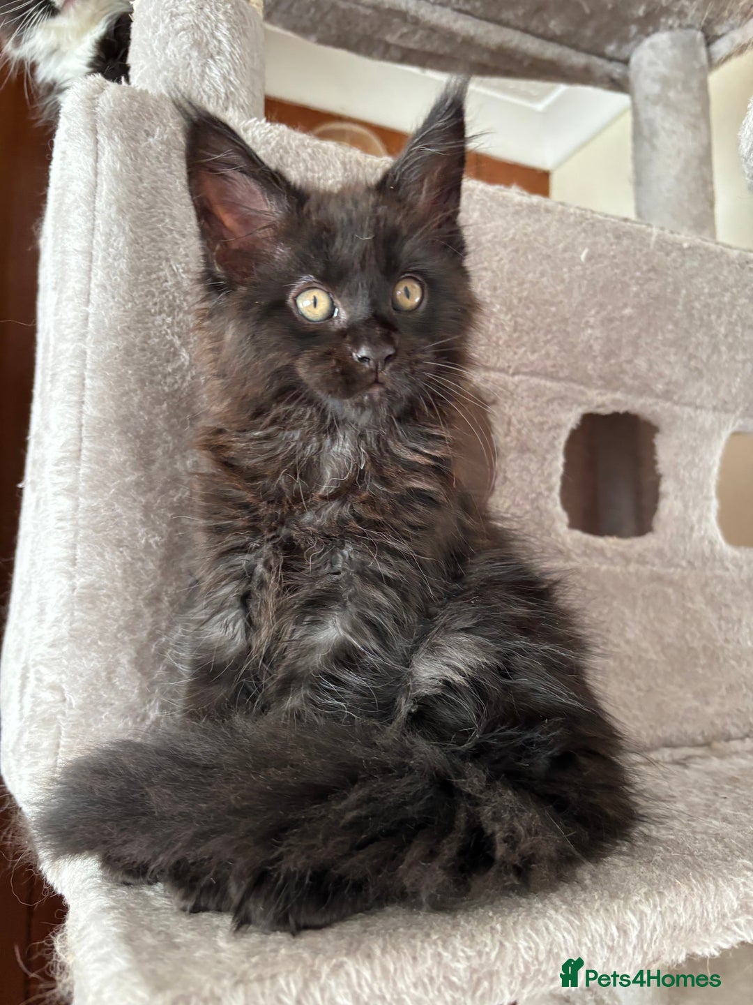 Maine Coon cats for sale: Maine coon - Image 14
