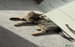 Bengal cats for sale: Beautiful Loving Boy  - Image 3
