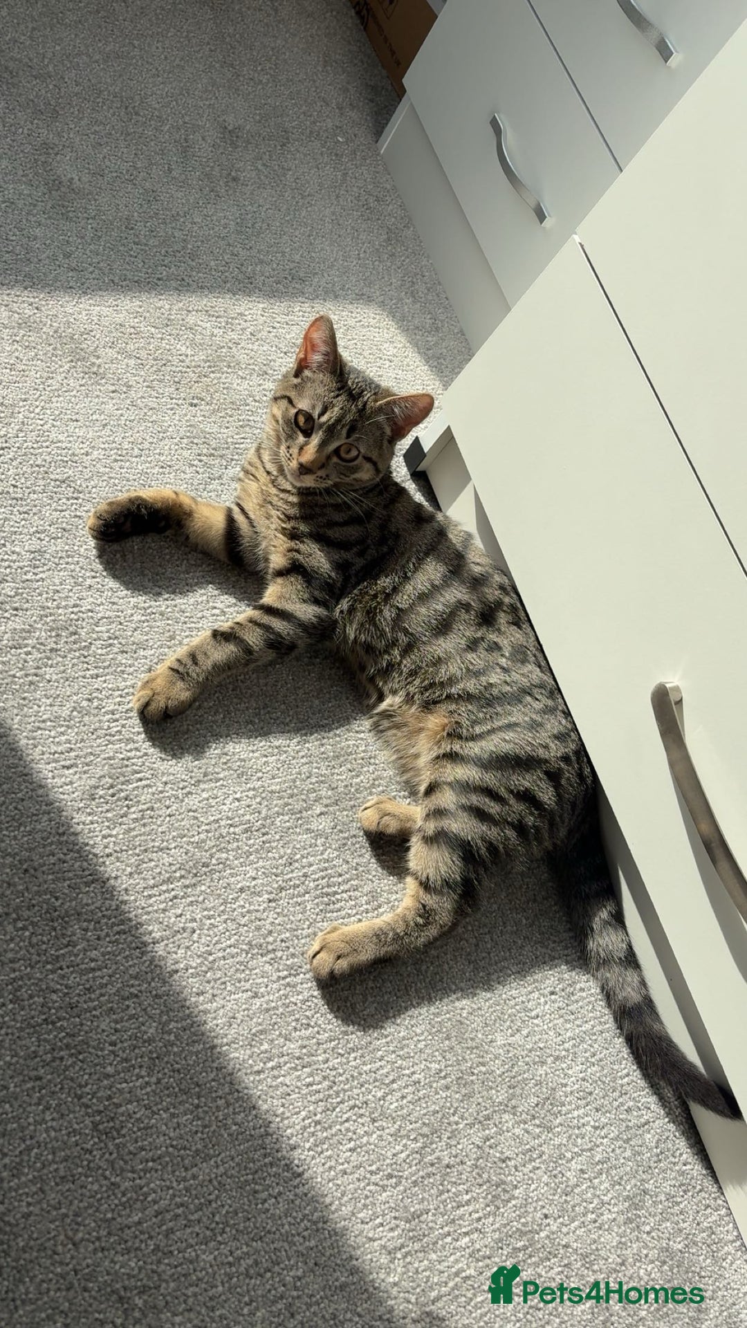 Bengal cats for sale: Beautiful Loving Boy  - Image 3