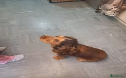Cocker Spaniel dogs for sale: Cockerspaniel boy 12 weeks old  - Image 7