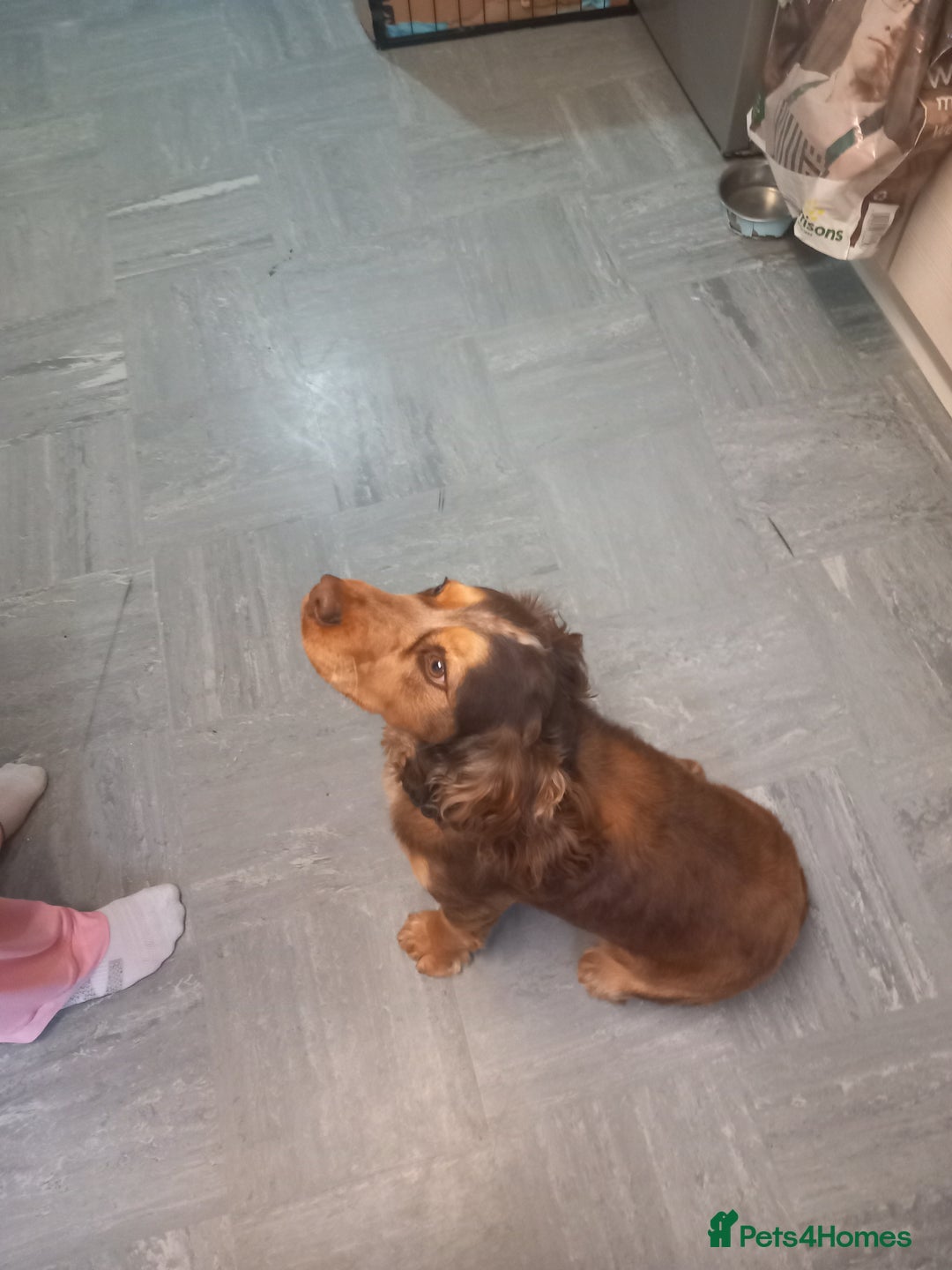 Cocker Spaniel dogs for sale: Cockerspaniel boy 12 weeks old  - Image 7