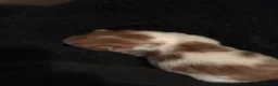 Mixed Breed cats for sale: five lovely kittens  - Advert 2