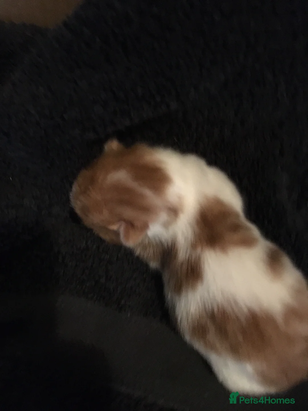 Mixed Breed cats for sale: five lovely kittens  - Advert 2