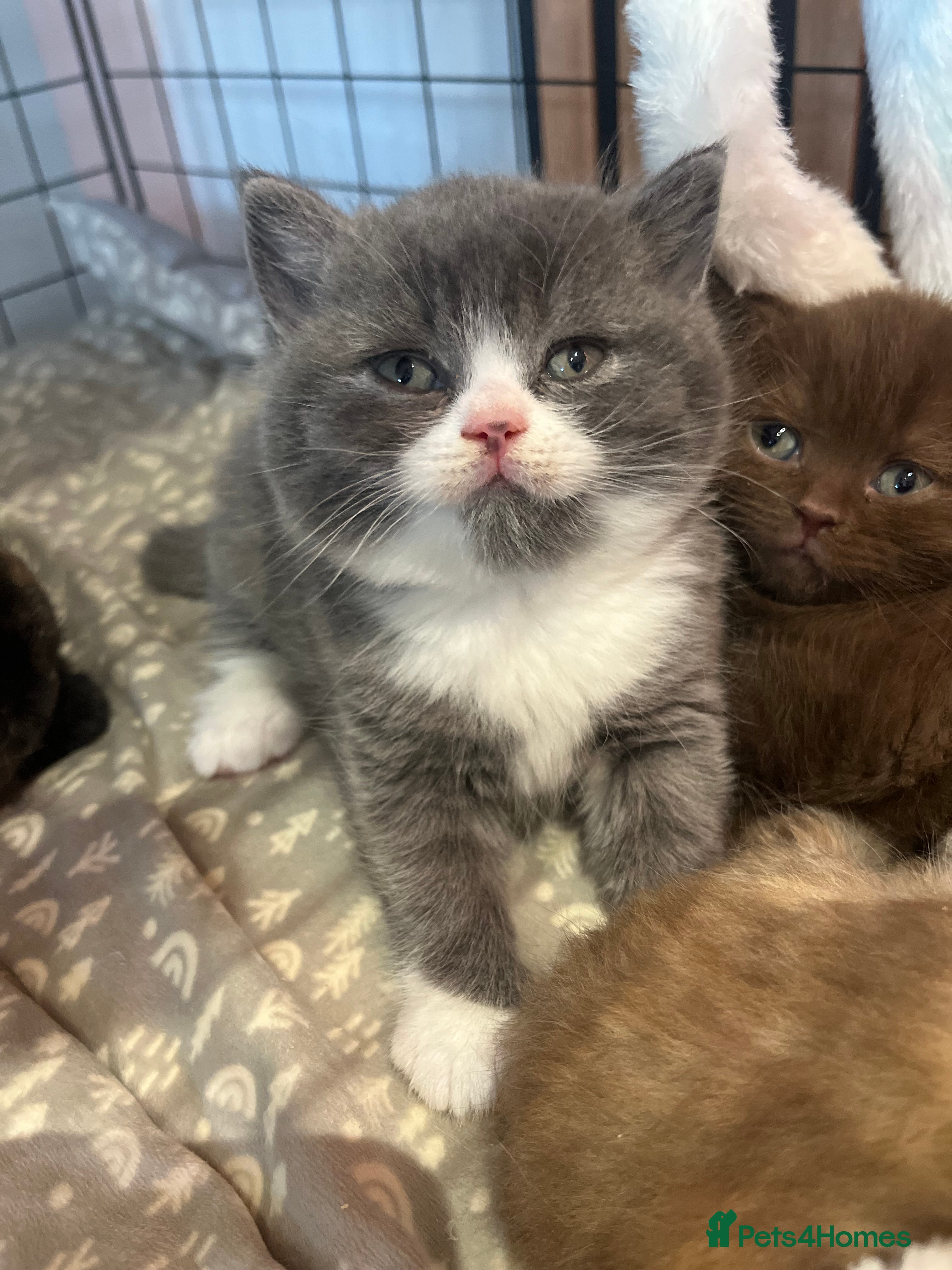 British Shorthair cats 🏆 Beautiful litter british shorthair babies 🥇  - Advert 7