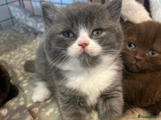 British Shorthair cats 🏆 Beautiful litter british shorthair babies 🥇 - Advert 7