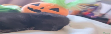 Black kitty