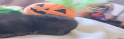 Mixed Breed cats for sale: Halloween kitties!  in Canterbury - Advert 3