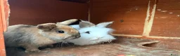 Mixed Breed rabbits for sale: 3 female rabbits free to a good home  - Advert 3