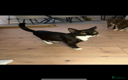 Domestic Shorthair cats for sale: 2 female cats need rehoming  - Image 3