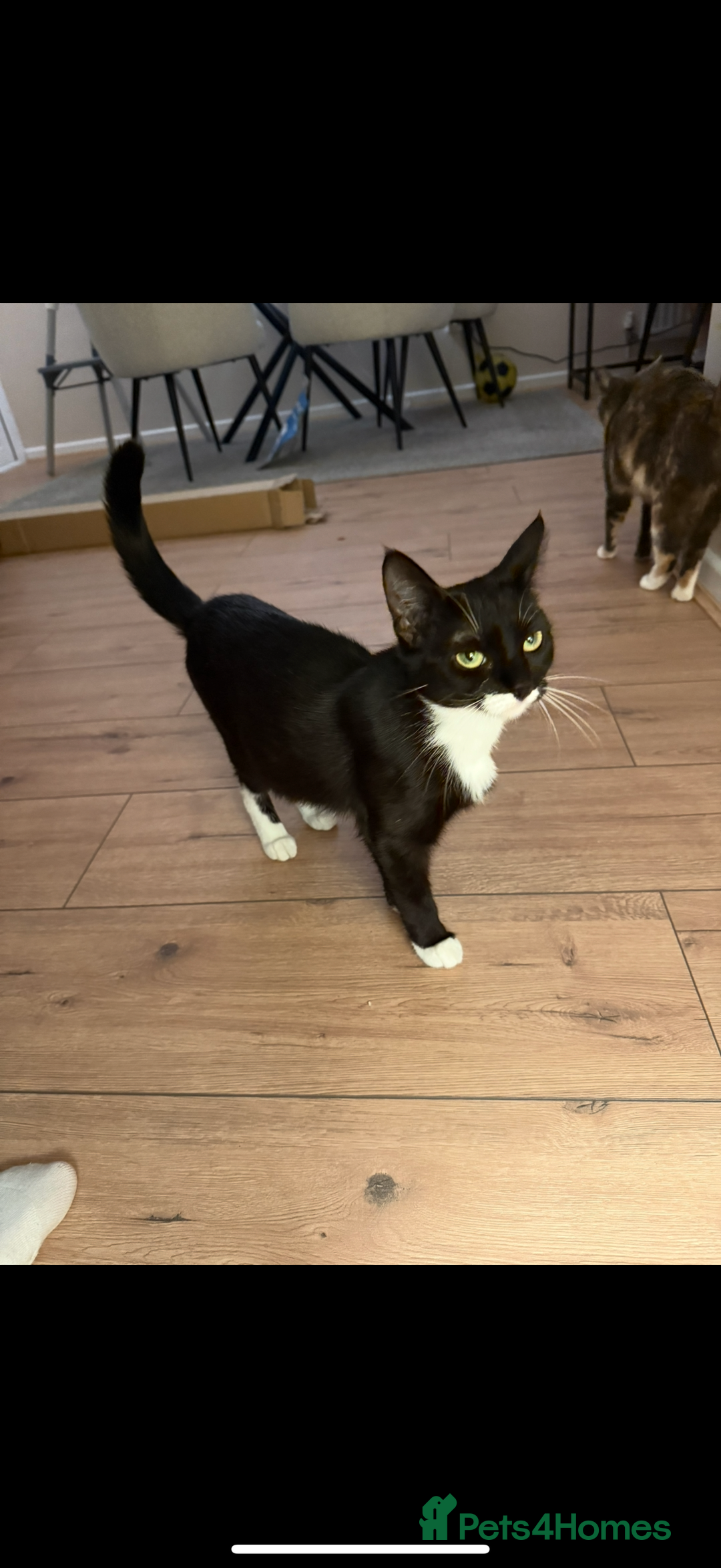 Domestic Shorthair cats for sale: 2 female cats need rehoming  - Image 3