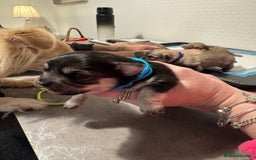 Chiweenie dogs for sale: 5 Beautiful Chiweenie Puppies - Image 21