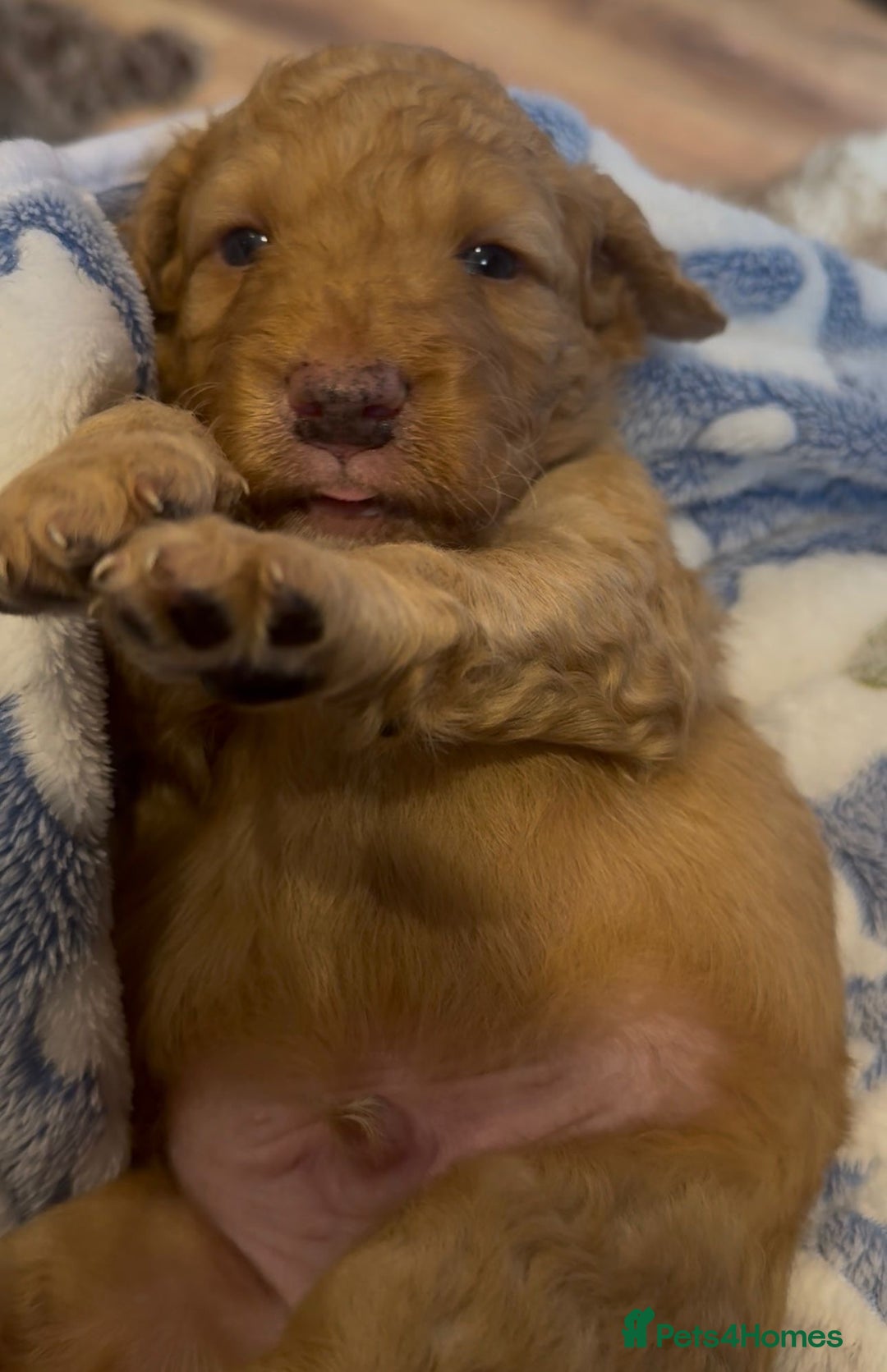 Cockapoo dogs for sale: Adorable F2 cockapoos - Advert 3