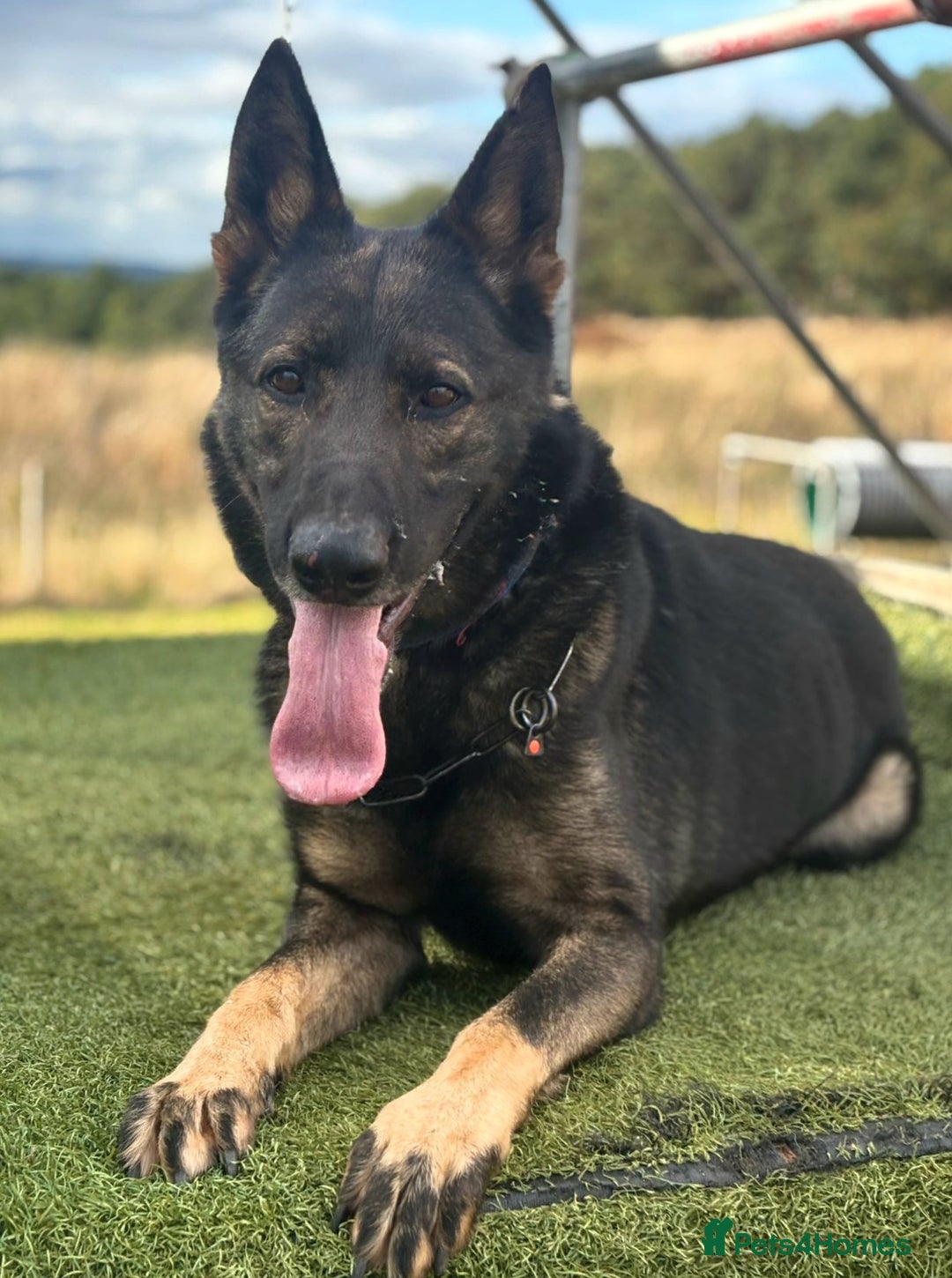 German Shepherd dogs for stud: CZECK LINE GERMAN SHEPHERD FOR STUD DUTIES ONLY  - Advert 1