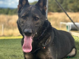 German Shepherd dogs CZECK LINE GERMAN SHEPHERD FOR STUD DUTIES ONLY - Advert 18