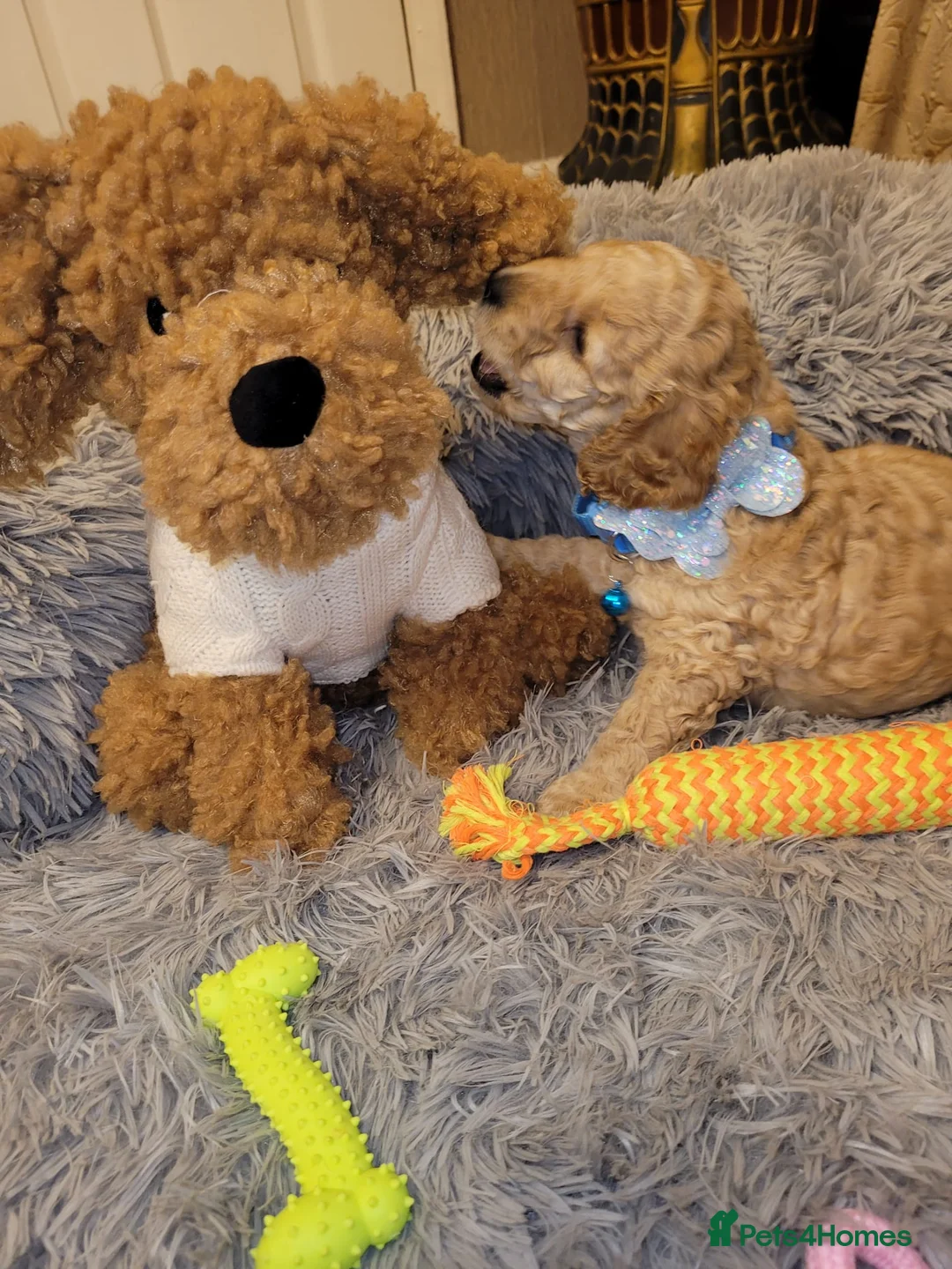 Cockapoo dogs for sale: Cockapoo puppies - Advert 5