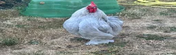 Chickens poultry for sale: Lavender Pekin Bantam Cockerel in Newmarket - Advert 3