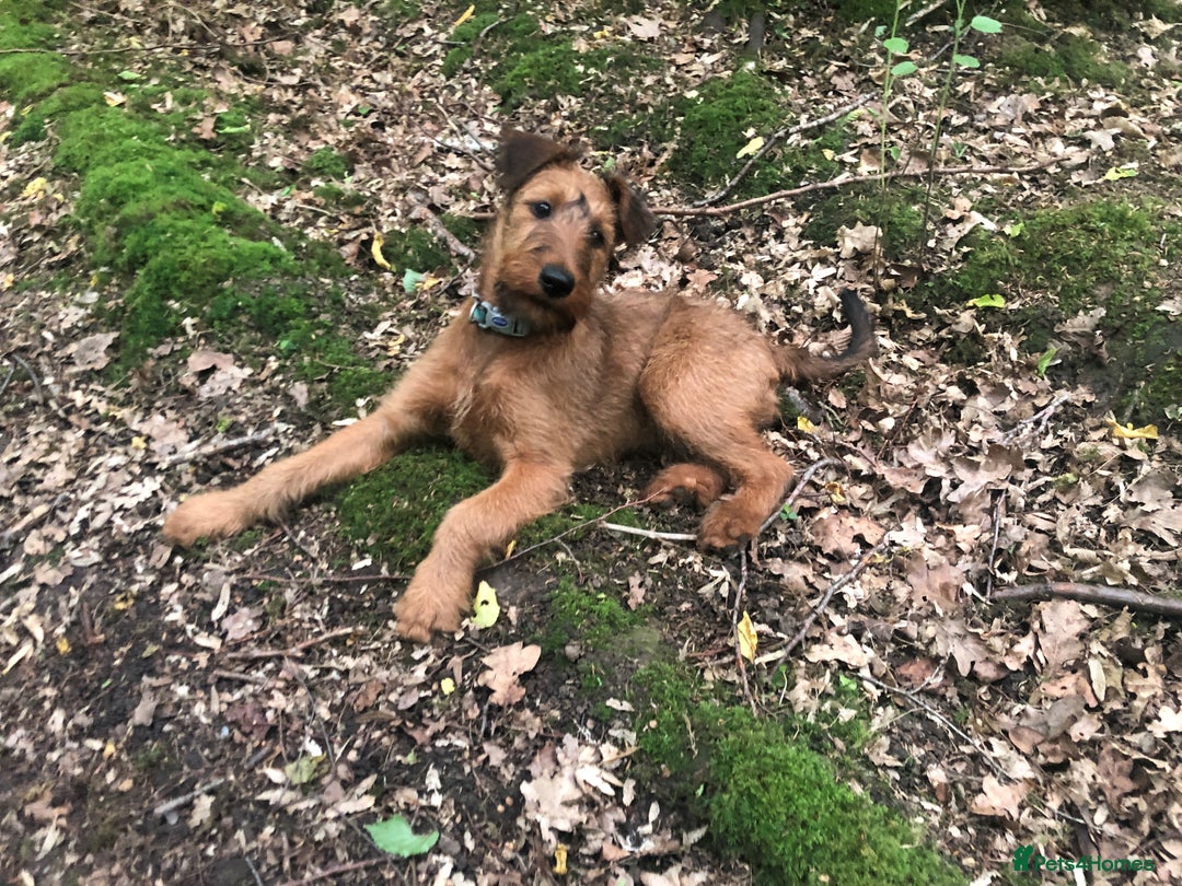 Irish Terrier dogs for sale: Irish Terrier pups expected early December  - Image 21