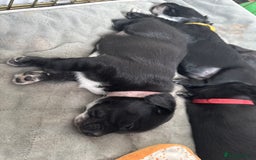 Mixed Breed dogs for sale: Beautiful puppys for sale  - Image 11
