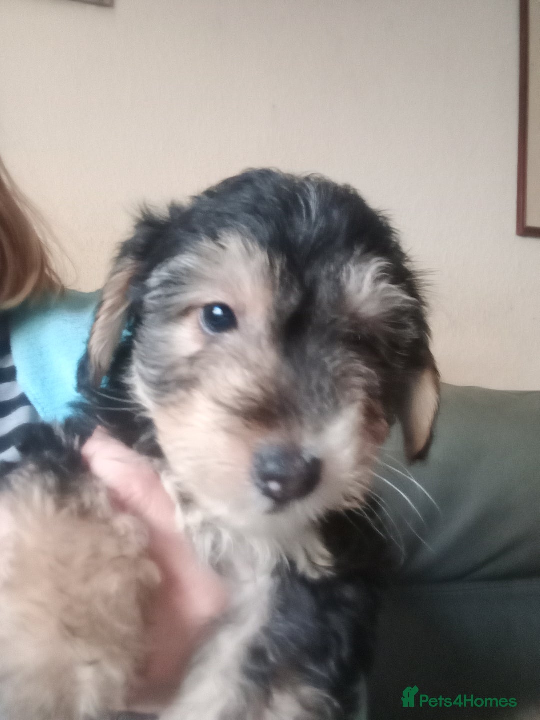 Mixed Breed dogs for sale: Cockapoo x jack Russell DNA health tested clear m - Advert 9