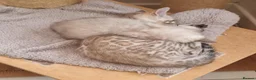 Bengal cats for sale: TICA Purebred rosetted Bengal Kittens - Advert 4