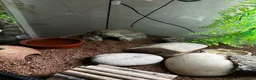 Leopard Gecko reptiles for sale: Leopard geko - Advert 4