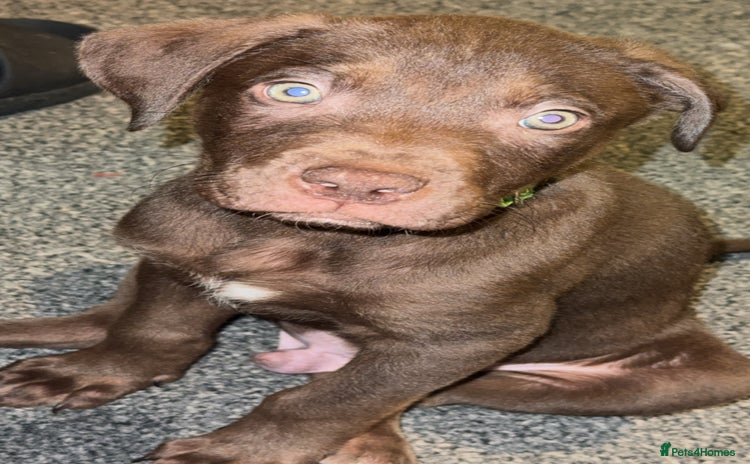 Mixed Breed dogs - Advert 5