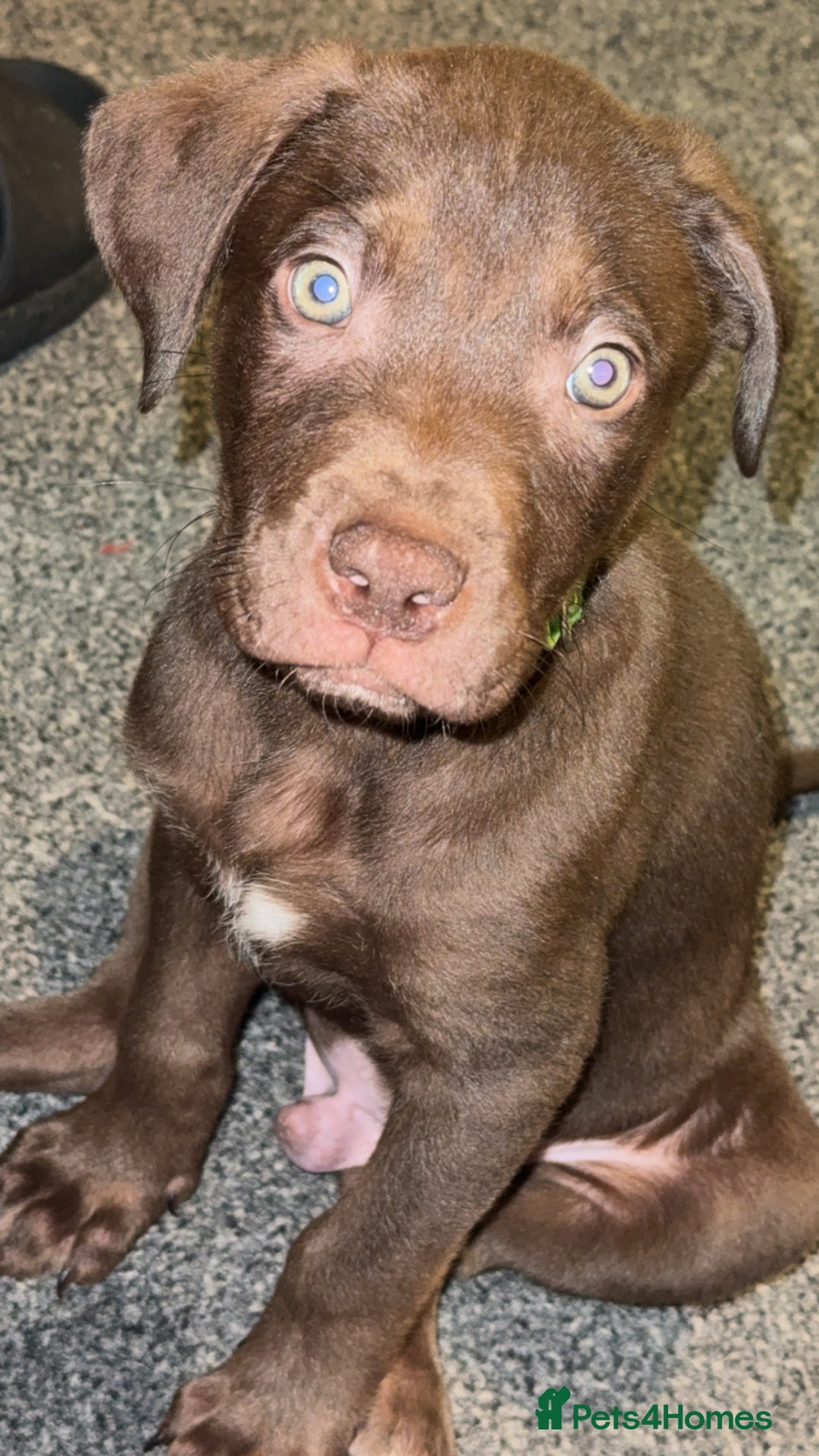 Mixed Breed dogs for sale: Labrador cross  - Image 2