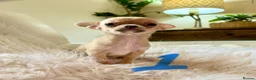 Chihuahua dogs for sale: Tiny chihuahua puppies - Advert 4