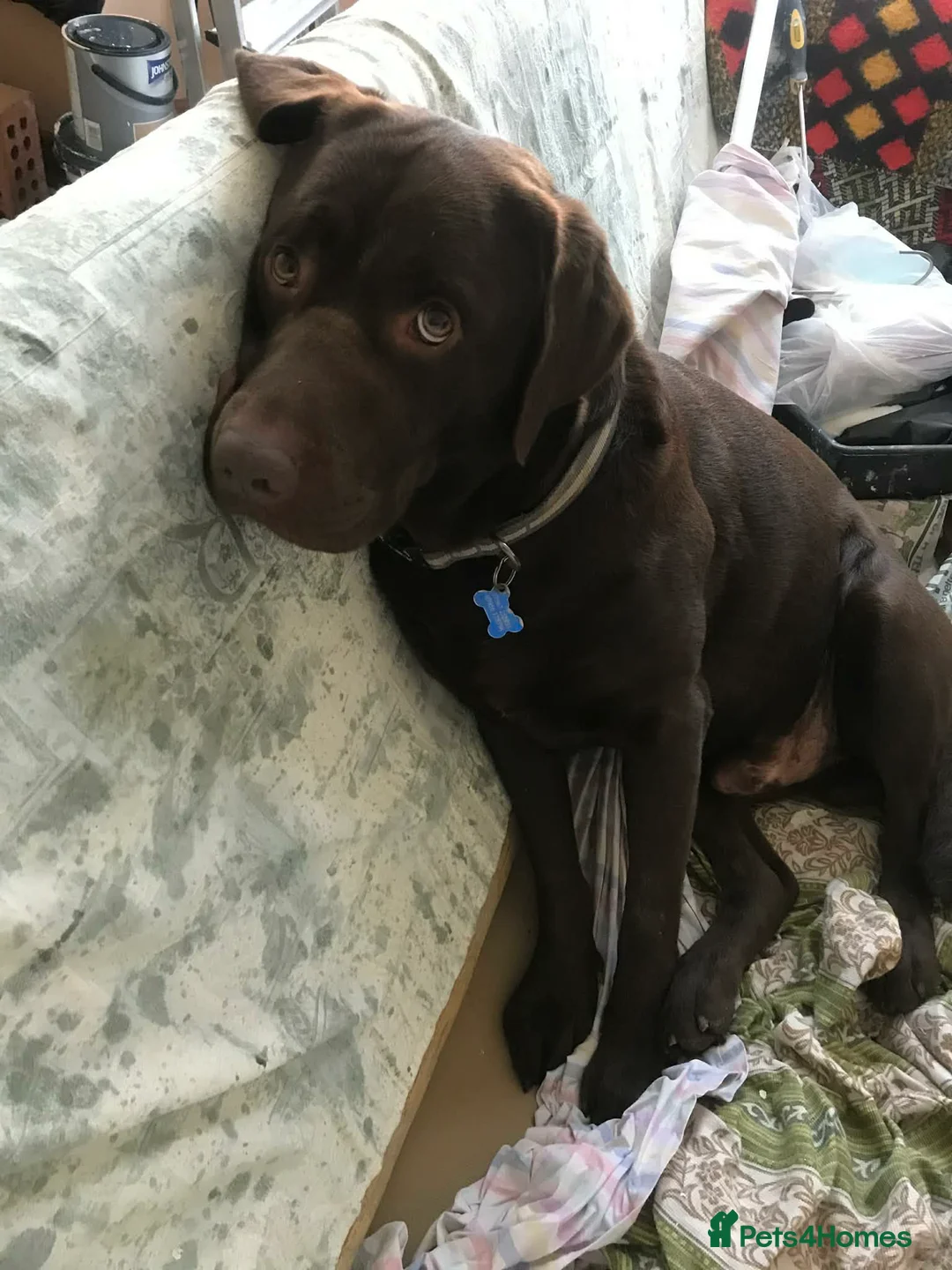 Labrador Retriever dogs for sale: Beautiful litter of labrador puppies  in Harwich - Advert 15