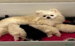 Pomeranian dogs for sale: 5 gorgeous fluff balls! Tiny Pomeranians  - Image 2