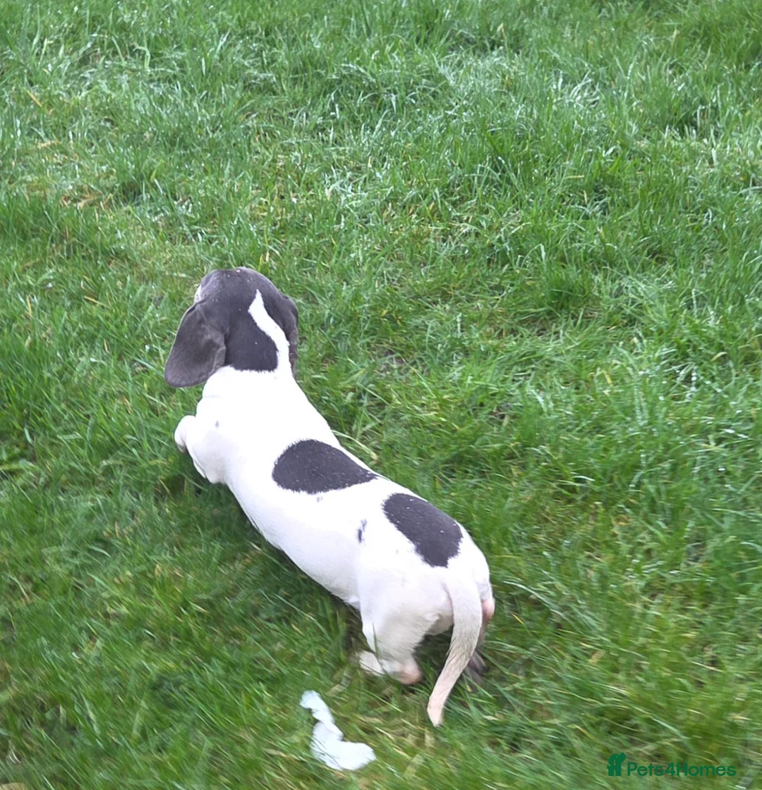 Miniature Dachshund dogs for stud: Blue & Tan pied mini daxi stud carrying choc - Advert 5