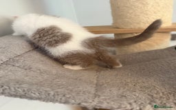 British Shorthair cats for sale: Kittens available to reserve  - Image 12