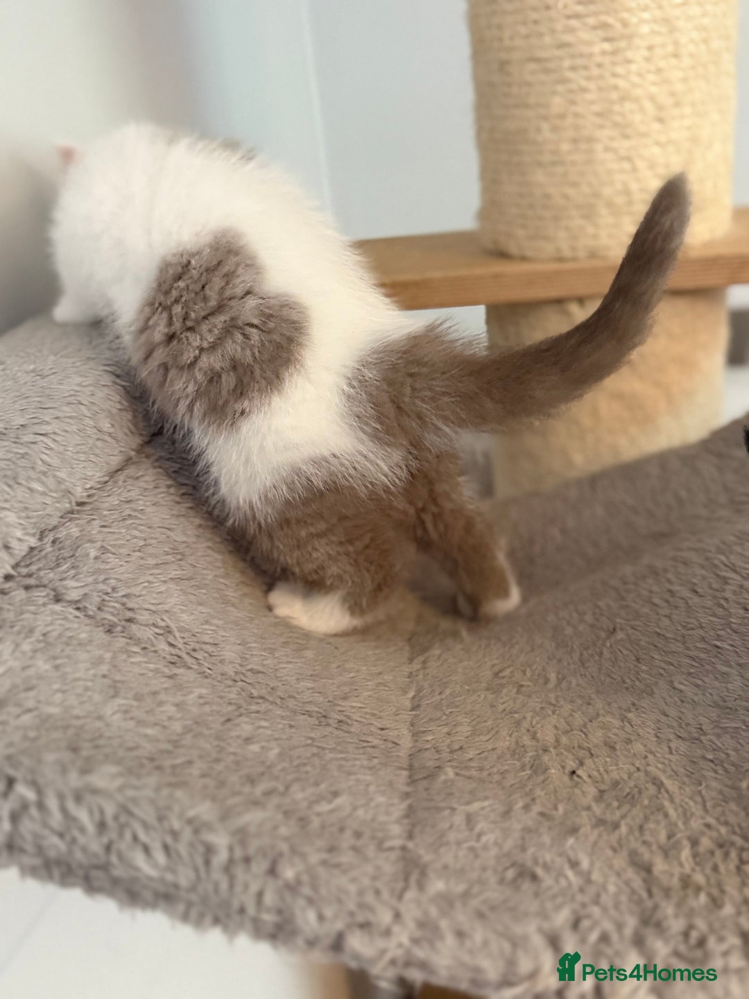 British Shorthair cats for sale: Kittens available to reserve  - Image 12