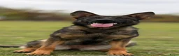 German Shepherd dogs for sale: 4* Licensed Breeder, KC Reg, Health Tested Parents - Advert 10