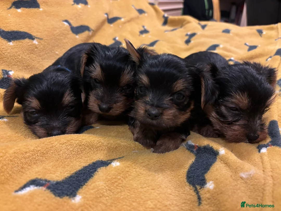 Yorkshire Terrier dogs for sale: 4 Stunning Miniature Yorkshire terriers for sale  - Advert 17