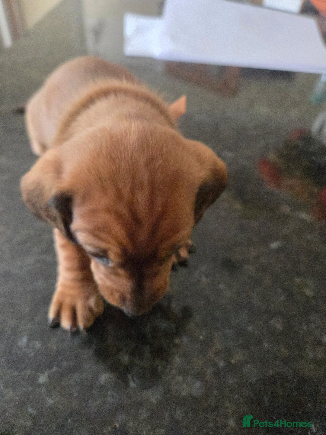 Miniature Dachshund dogs for sale: Minature Dachshund  - Advert 2