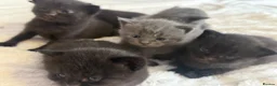 Mixed Breed cats for sale: Kittens in Bexhill-on-Sea - Advert 3