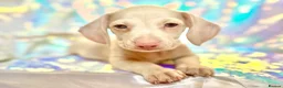 Miniature Dachshund dogs for sale: 🌸 Rare Pink mini dachshunds 🌸 - Advert 6