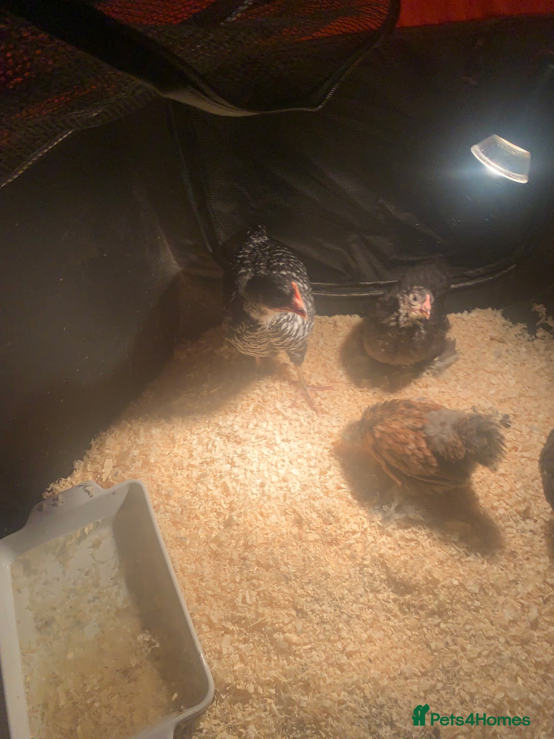 Chickens poultry for sale: Chicken for sale  - Image 2