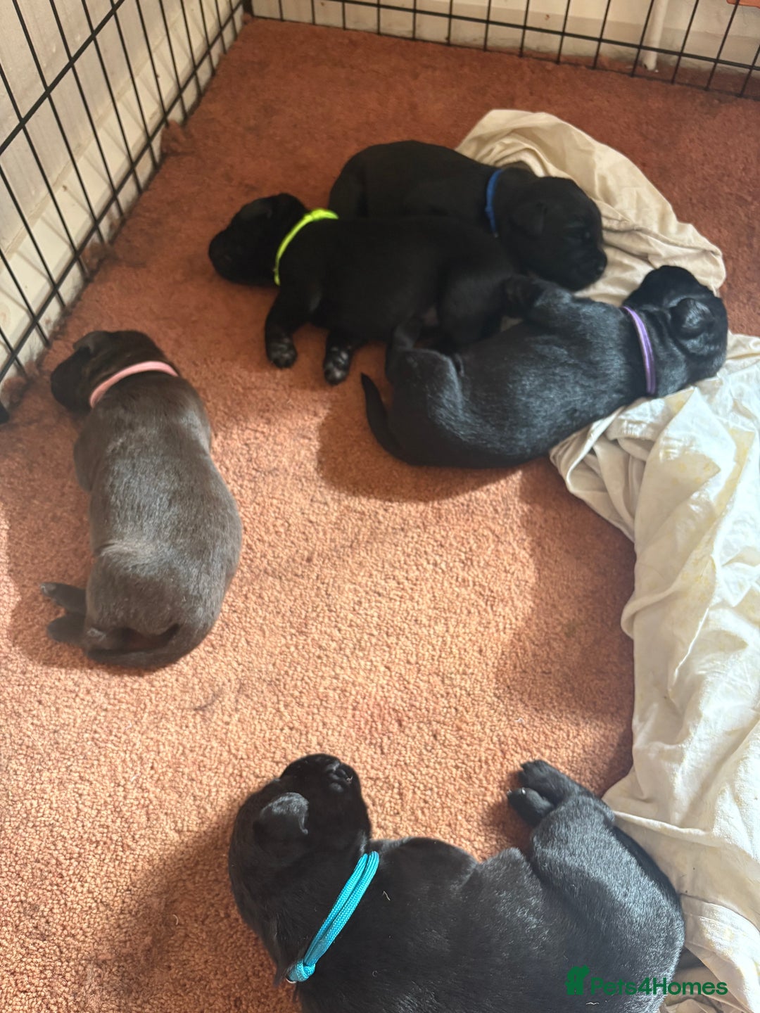 Labrador Retriever dogs for sale: Chunky Black Labrador puppies  - Image 6
