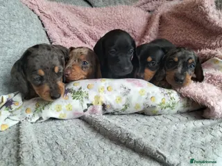 Miniature Dachshund dogs Beautiful miniature dachshunds 😊 - Advert 2