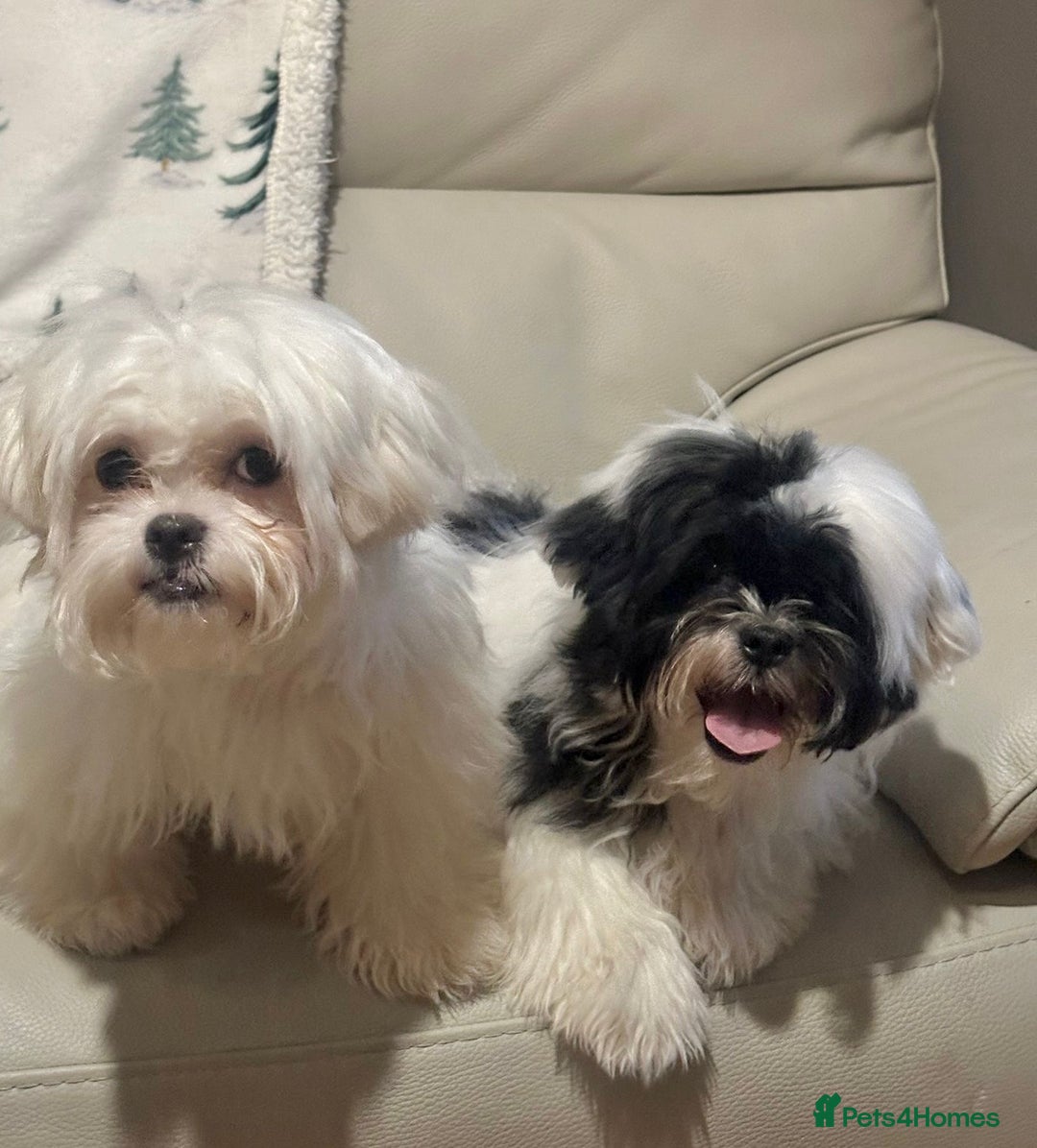 Malshi dogs for sale: Malshi 4 months puppies  - Advert 1