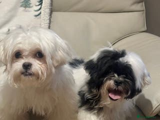 Malshi dogs Malshi 4 months puppies - Advert 1