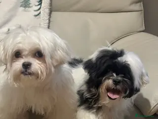 Malshi dogs Malshi 4 months puppies - Advert 1