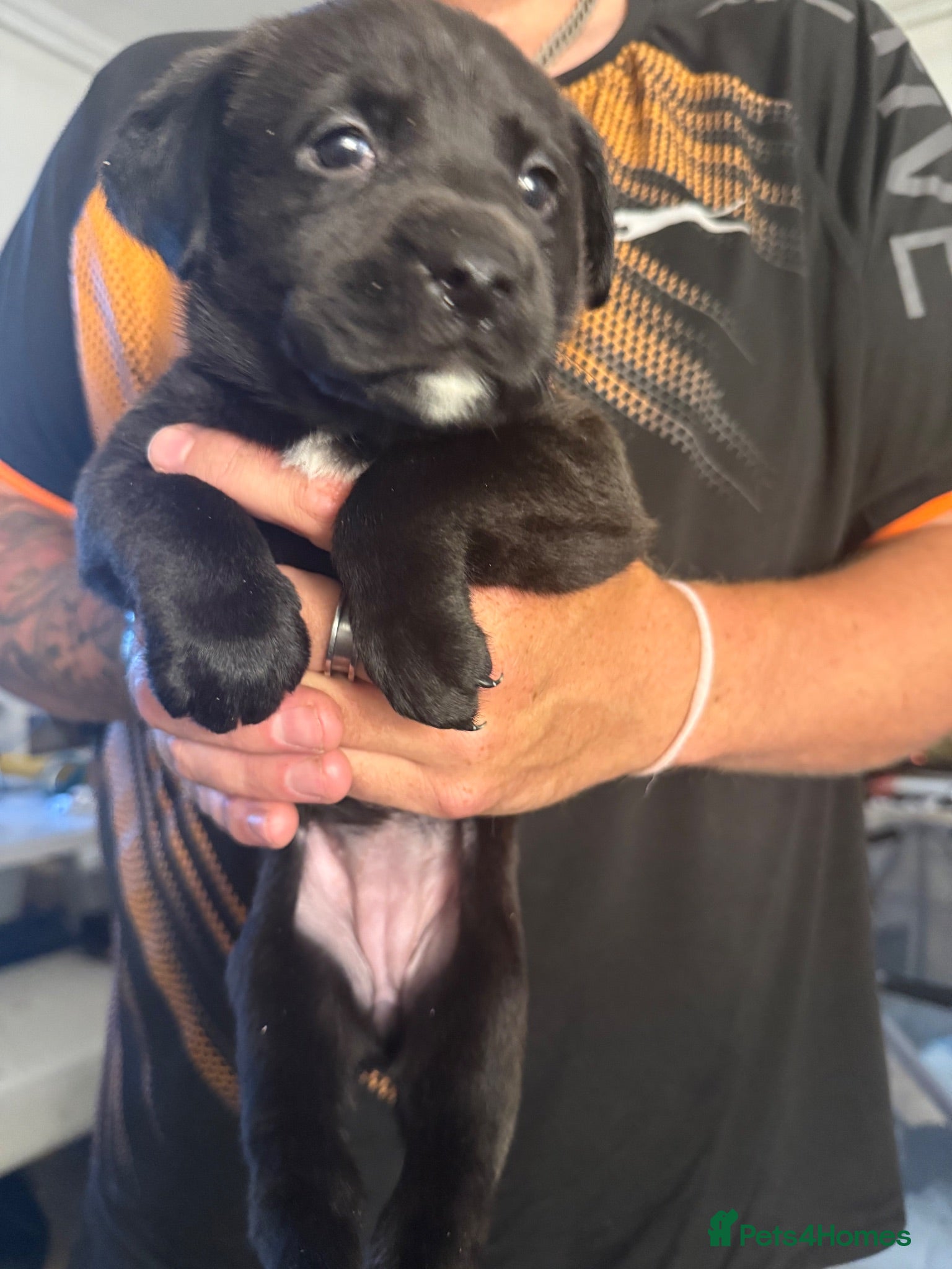 Labrador Retriever dogs     Family Raised Labrador x Boxerdor Puppies - Advert 2