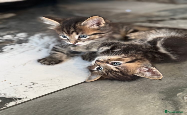 Munchkin cats - Advert 1