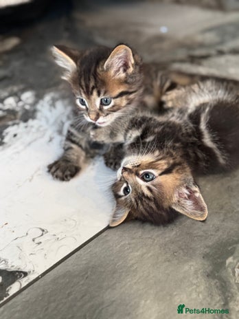 Munchkin cats - Advert 1