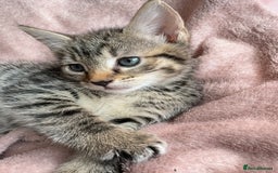 British Shorthair cats for sale: 2 Adorable Kittens  - Image 2