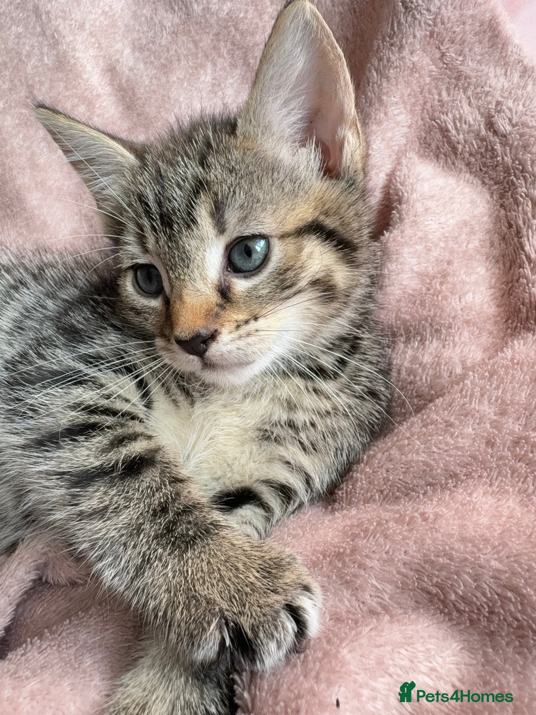 British Shorthair cats for sale: 2 Adorable Kittens  - Image 2