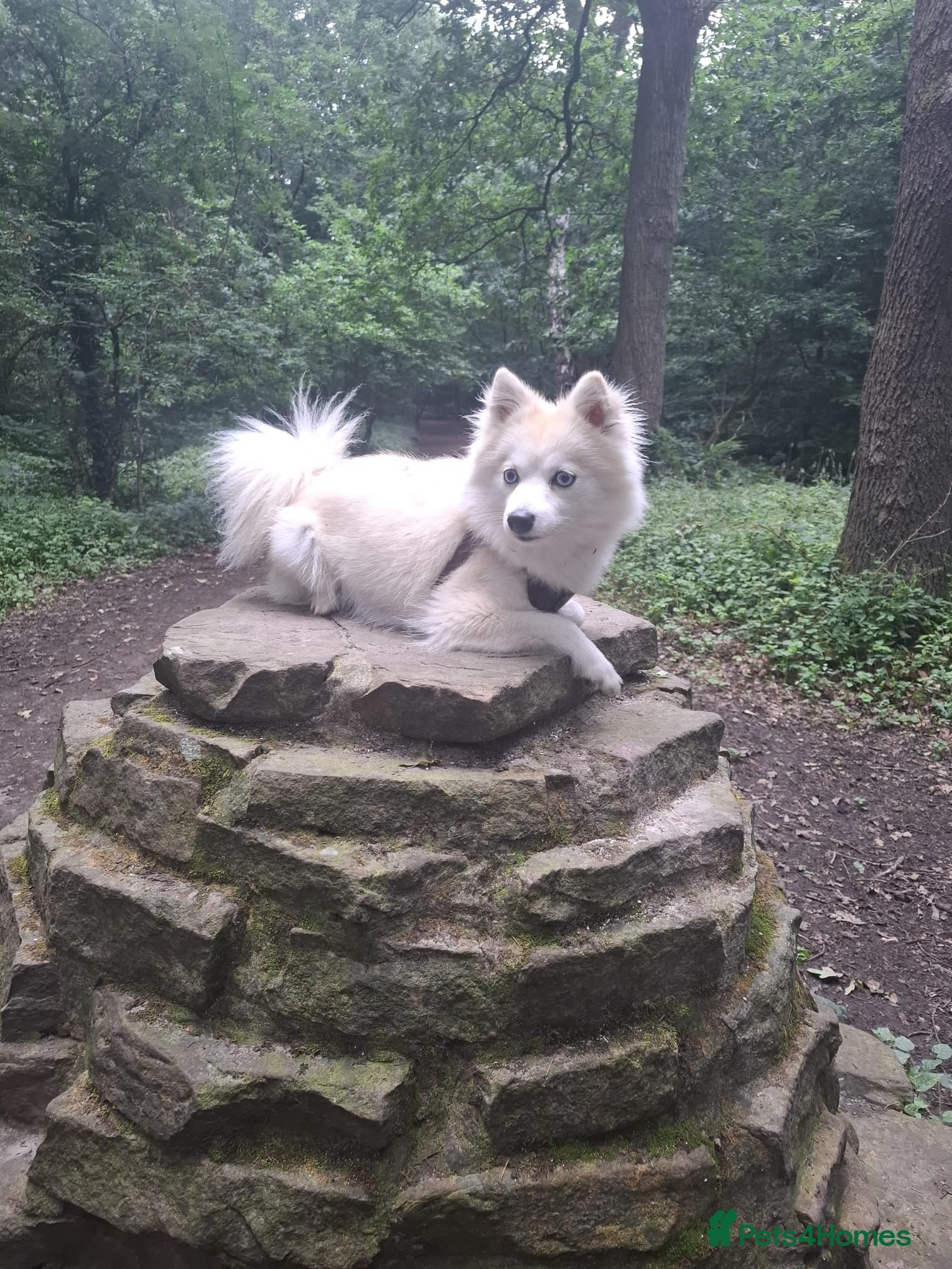 Pomsky dogs for sale: Beautiful Pomsky Puppies 3 Girls & 1 Boy Available in Carlisle - Advert 12